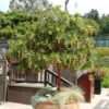 Fast Growing Trees Marina Strawberry Tree