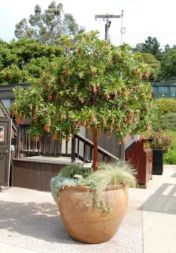 Fast Growing Trees Marina Strawberry Tree