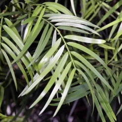 Fast Growing Trees Fern Pine Columnar Tree Pine Trees