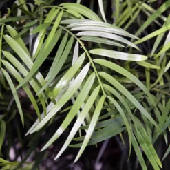 Fast Growing Trees Fern Pine Columnar Tree Pine Trees