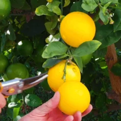 Fast Growing Trees Meyer Lemon Tree