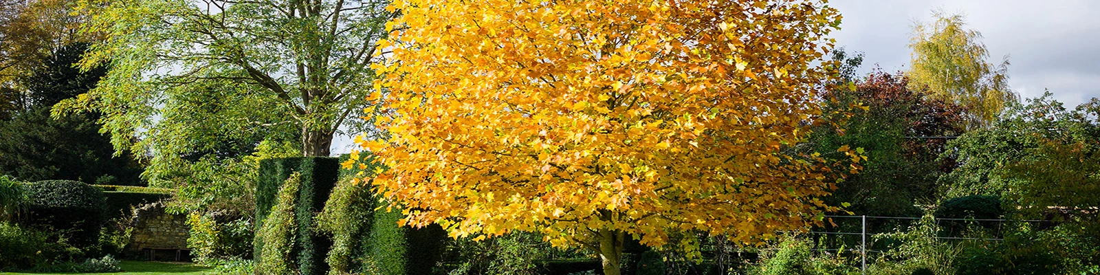 FASTGROWINGTREES Sales 9 FASTGROWINGTREES Sales -FASTGROWINGTREES Sales hengfu