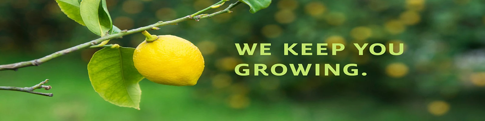 FASTGROWINGTREES Sales 35 FASTGROWINGTREES Sales -FASTGROWINGTREES Sales hengfu1