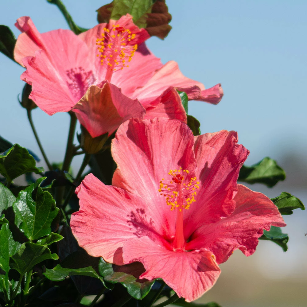 Fast Growing Trees First Lady™ Hollywood Hibiscus 4 Fast Growing Trees First Lady™ Hollywood Hibiscus