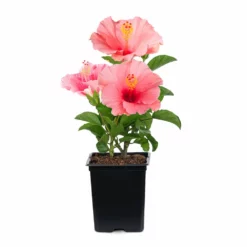 Fast Growing Trees First Lady™ Hollywood Hibiscus 8 Fast Growing Trees First Lady™ Hollywood Hibiscus