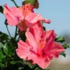Fast Growing Trees First Ladyâ„¢ Hollywood Hibiscus 1 Fast Growing Trees First Ladyâ„¢ Hollywood Hibiscus