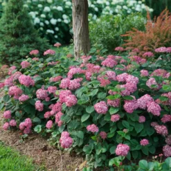 Fast Growing Trees Invincibelle® Ruby Hydrangea Shrub Hydrangea Shrubs
