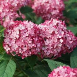 Fast Growing Trees Invincibelle® Ruby Hydrangea Shrub Hydrangea Shrubs