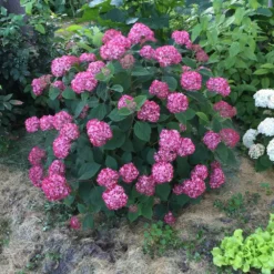 Fast Growing Trees Invincibelle® Ruby Hydrangea Shrub Hydrangea Shrubs