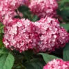 Fast Growing Trees Invincibelle® Ruby Hydrangea Shrub Hydrangea Shrubs