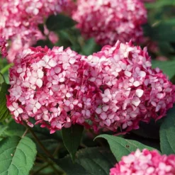 Fast Growing Trees Invincibelle® Ruby Hydrangea Shrub Hydrangea Shrubs