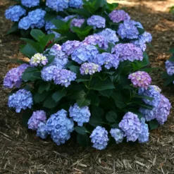 Fast Growing Trees Let's Dance® Blue Jangles Hydrangea Shrub