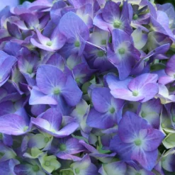 Fast Growing Trees Let's Dance® Blue Jangles Hydrangea Shrub
