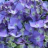 Fast Growing Trees Let's Dance® Blue Jangles Hydrangea Shrub 2 Fast Growing Trees Let's Dance® Blue Jangles Hydrangea Shrub