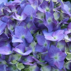 Fast Growing Trees Let's Dance® Blue Jangles Hydrangea Shrub