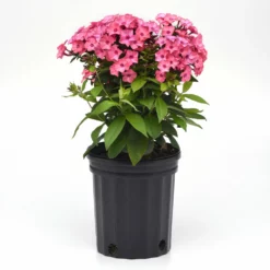 Fast Growing Trees Deer Resistant Plants Super Ka-Pow™ Coral Phlox