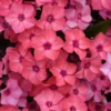 Fast Growing Trees Deer Resistant Plants Super Ka-Pow™ Coral Phlox