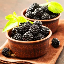 Fast Growing Trees Blackberry Bushes Kiowa Blackberry Bush