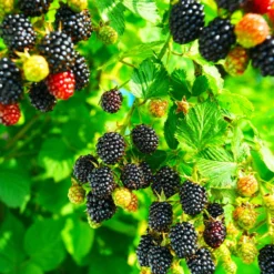 Fast Growing Trees Blackberry Bushes Kiowa Blackberry Bush