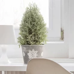 Fast Growing Trees Goodwin Creek Gray Lavender