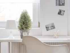 Fast Growing Trees Goodwin Creek Gray Lavender