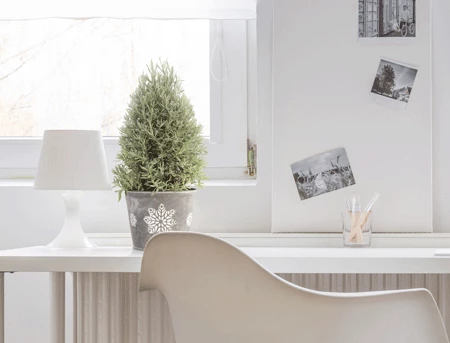 Fast Growing Trees Goodwin Creek Gray Lavender 4 Fast Growing Trees Goodwin Creek Gray Lavender