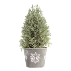 Fast Growing Trees Goodwin Creek Gray Lavender 7 Fast Growing Trees Goodwin Creek Gray Lavender