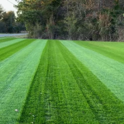 Fast Growing Trees Lesco Double Eagle Ryegrass Seed Erosion Control 8 Fast Growing Trees Lesco Double Eagle Ryegrass Seed Erosion Control