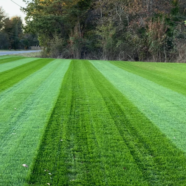 Fast Growing Trees Lesco Double Eagle Ryegrass Seed Erosion Control 5 Fast Growing Trees Lesco Double Eagle Ryegrass Seed Erosion Control