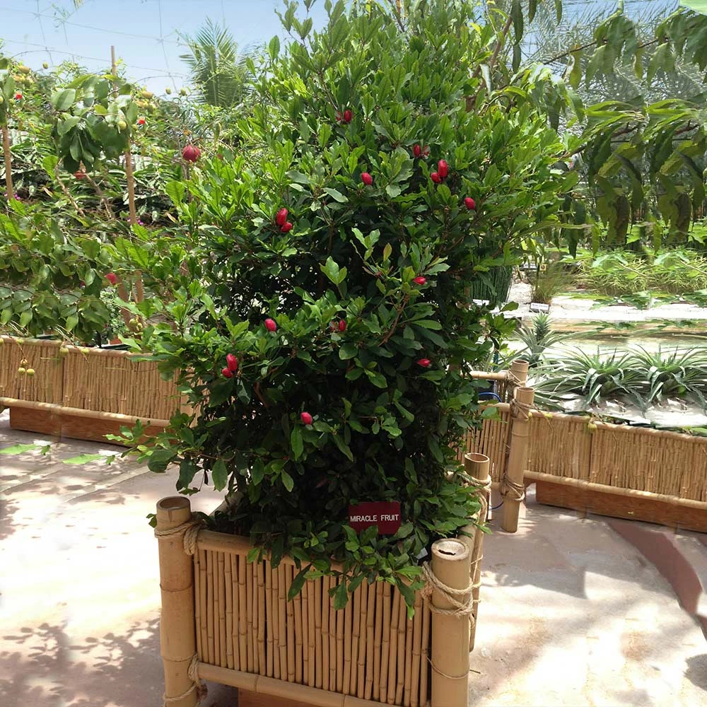 Fast Growing Trees Shop Indoor & Patio Fruit Miracle Berry Plant 4 Fast Growing Trees Shop Indoor & Patio Fruit Miracle Berry Plant