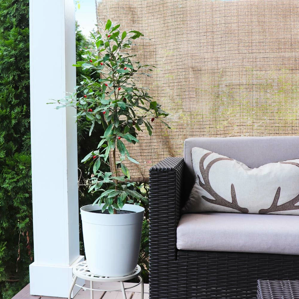 Fast Growing Trees Shop Indoor & Patio Fruit Miracle Berry Plant 6 Fast Growing Trees Shop Indoor & Patio Fruit Miracle Berry Plant