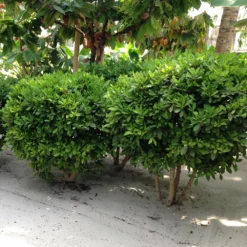 Fast Growing Trees Shop Indoor & Patio Fruit Miracle Berry Plant 11 Fast Growing Trees Shop Indoor & Patio Fruit Miracle Berry Plant