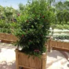 Fast Growing Trees Shop Indoor & Patio Fruit Miracle Berry Plant