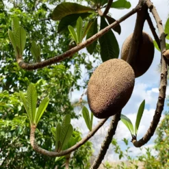 Fast Growing Trees Mamey Fruit Tree (Sapote) Tropical Fruit Trees