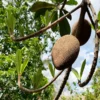 Fast Growing Trees Mamey Fruit Tree (Sapote) Tropical Fruit Trees