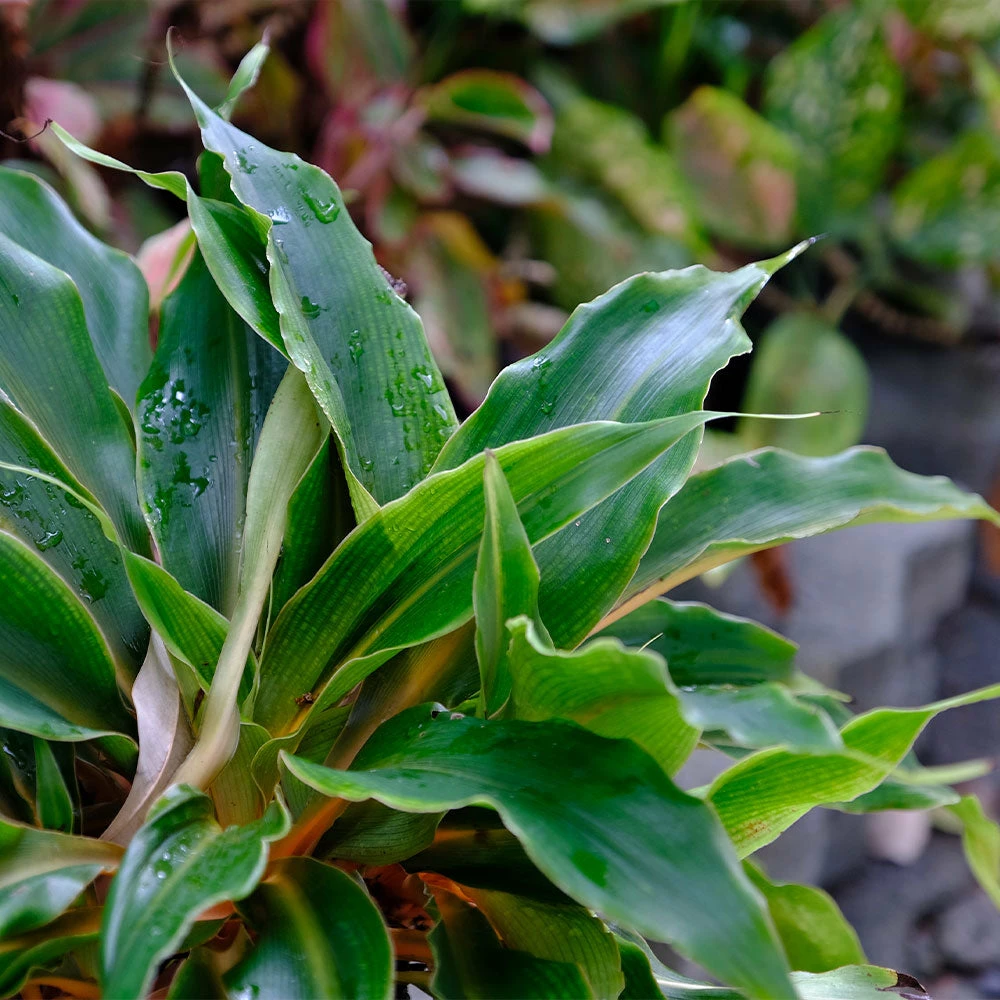 Fast Growing Trees Mandarin Plant Air Purifying House Plants 5 Fast Growing Trees Mandarin Plant Air Purifying House Plants