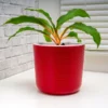 Fast Growing Trees Mandarin Plant Air Purifying House Plants