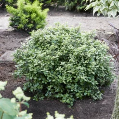 Fast Growing Trees Mojo® Dwarf Pittosporum