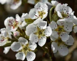 Fast Growing Trees Olympic Giant Asian Pear Tree