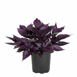 No Warranty Persian Shield