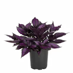 No Warranty Persian Shield