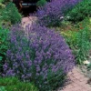 Fast Growing Trees Phenomenal™ Lavender Plant See All Shrubs & Hedges