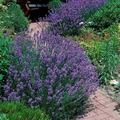 Fast Growing Trees Phenomenal™ Lavender Plant See All Shrubs & Hedges