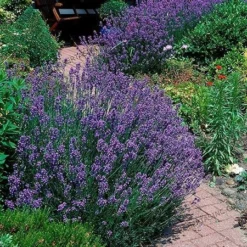 Fast Growing Trees Phenomenal™ Lavender Plant See All Shrubs & Hedges