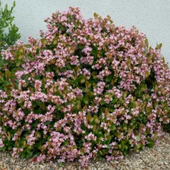 Fast Growing Trees Pinkie Indian Hawthorn Shrub