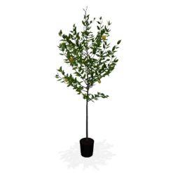 Fast Growing Trees Our Newest Arrivals Meyer Lemon Tree 13 Fast Growing Trees Our Newest Arrivals Meyer Lemon Tree