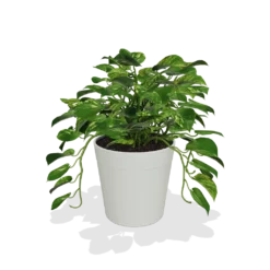 Fast Growing Trees Air Purifying House Plants Golden Pothos