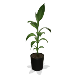 Fast Growing Trees Banana Trees Cold Hardy Banana Tree