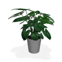 Fast Growing Trees Floor Plants Monstera Deliciosa (Swiss Cheese Plant)