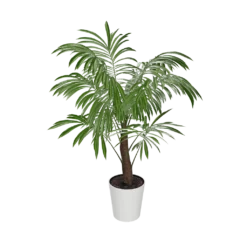 Fast Growing Trees Majesty Palm Tree